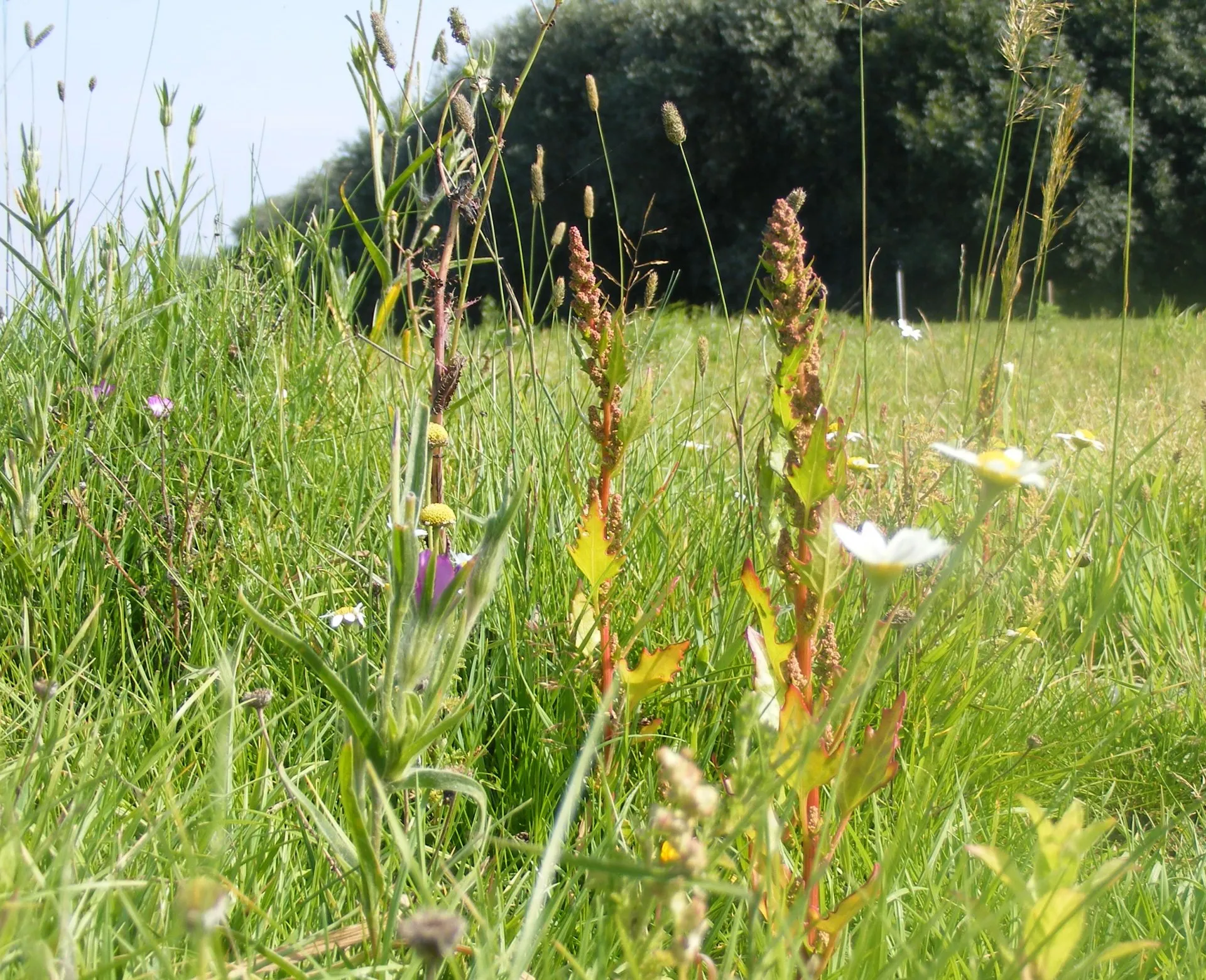 Wildflower meadow matting